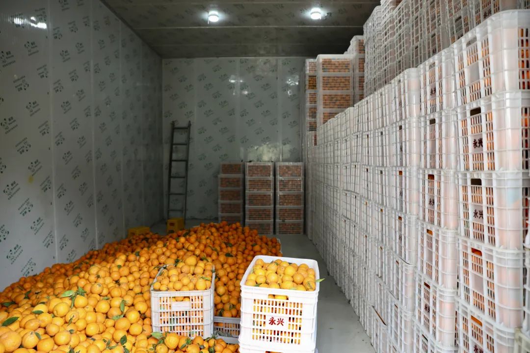 柑橘冷庫保鮮溫度，柑橘冷庫儲存1-9個月方法介紹